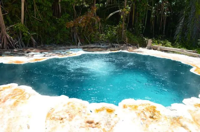 Kawa putih tinggi raja